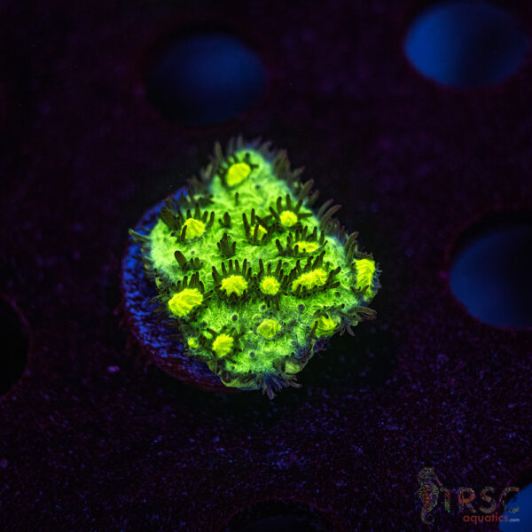 JF Limelight Hydnophora K02