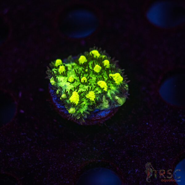 JF Limelight Hydnophora K03