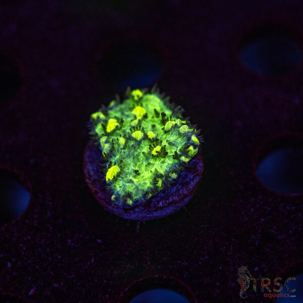 JF Limelight Hydnophora K04