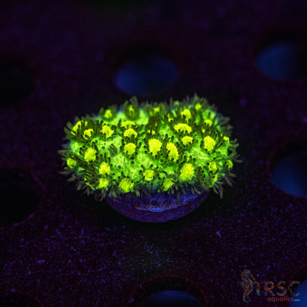 JF Limelight Hydnophora K05