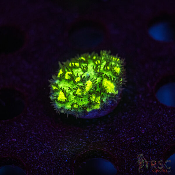 JF Limelight Hydnophora K06