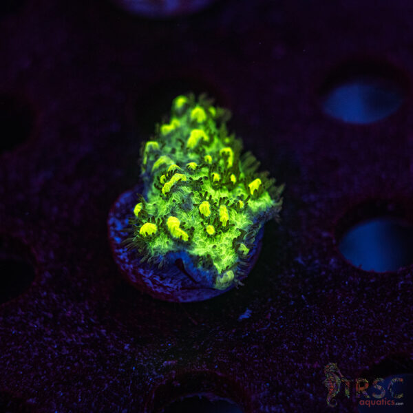 JF Limelight Hydnophora K07