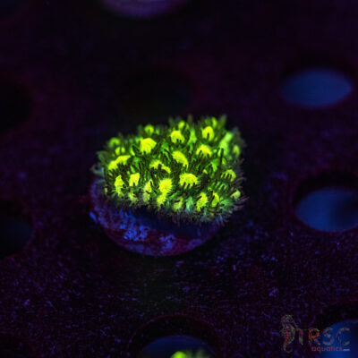JF Limelight Hydnophora K08