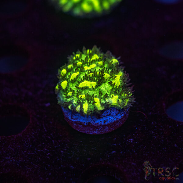 JF Limelight Hydnophora K09