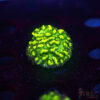 JF Limelight Hydnophora K10