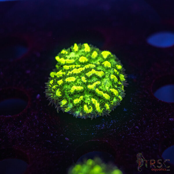 JF Limelight Hydnophora K10
