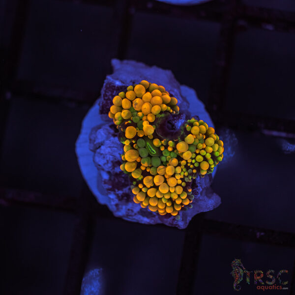 Rainbow Ricordea Yuma B02