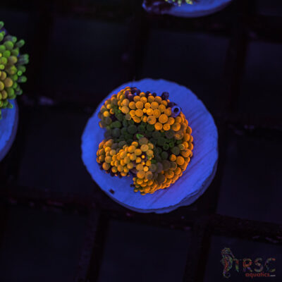 LIVE CORALS FOR SALE LPS, SPS, SOFTIES & DRY GOODS 23 Rainbow Ricordea Yuma B05