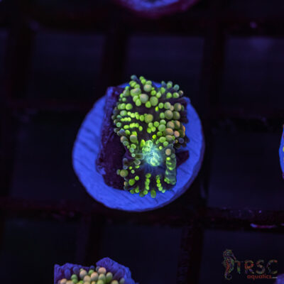 Rainbow Ricordea Yuma C05