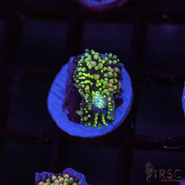 Rainbow Ricordea Yuma C05