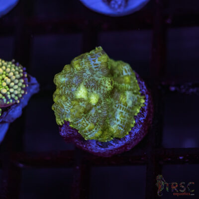 Rainbow Ricordea Yuma C06