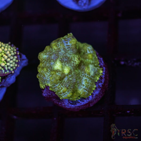 Rainbow Ricordea Yuma C06