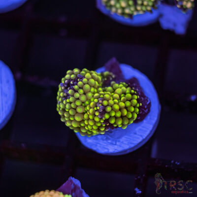 LIVE CORALS FOR SALE LPS, SPS, SOFTIES & DRY GOODS 24 Rainbow Ricordea Yuma C09