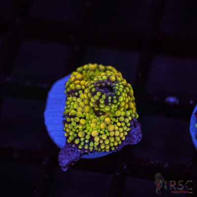 LIVE CORALS FOR SALE LPS, SPS, SOFTIES & DRY GOODS 25 Rainbow Ricordea Yuma C11