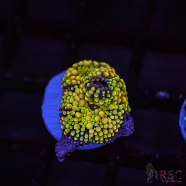Rainbow Ricordea Yuma C11