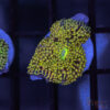Rainbow Ricordea Yuma D01 1 TRSC 10052025 RICORDEA D01