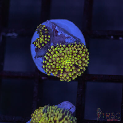 LIVE CORALS FOR SALE LPS, SPS, SOFTIES & DRY GOODS 24 Rainbow Ricordea Yuma D02