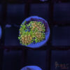 Rainbow Ricordea Yuma D03 1 TRSC 10052025 RICORDEA D03