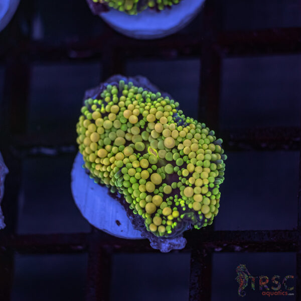 Rainbow Ricordea Yuma D04