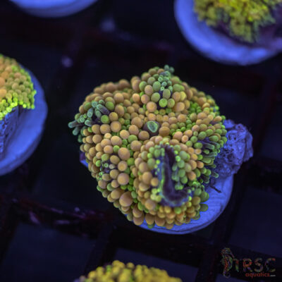 Rainbow Ricordea Yuma D08