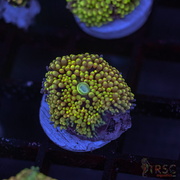 Rainbow Ricordea Yuma D09
