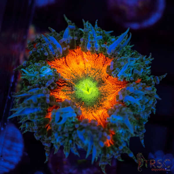 Ultra Rainbow Rockflower Anemone (Belize) A01