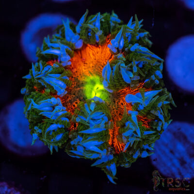 Ultra Rainbow Rockflower Anemone (Belize) A02