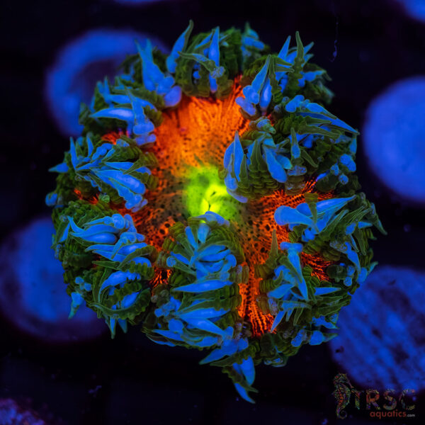 Ultra Rainbow Rockflower Anemone (Belize) A02