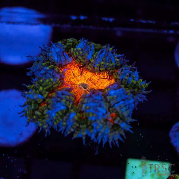 Ultra Rainbow Rockflower Anemone (Belize) A03