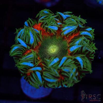 Ultra Rainbow Rockflower Anemone (Belize) A04