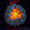 Ultra Rainbow Rockflower Anemone (Belize) A05