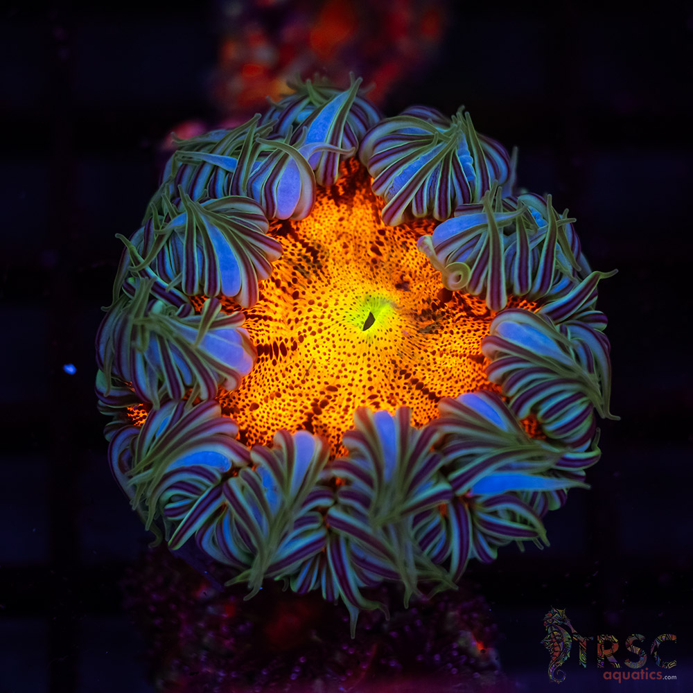 TRSC 10052025 ROCKFLOWER A05