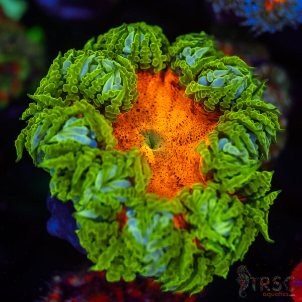 Ultra Rainbow Rockflower Anemone (Belize) A06