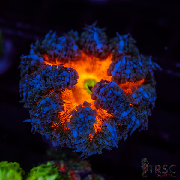 Ultra Rainbow Rockflower Anemone (Belize) A07
