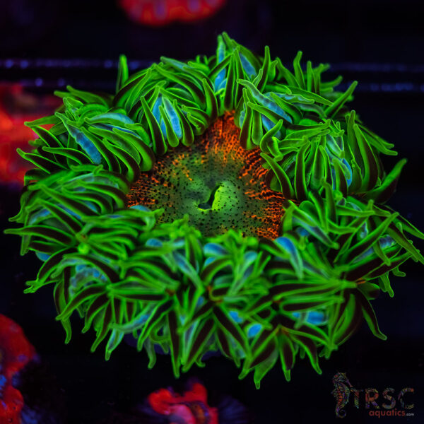 Ultra Rainbow Rockflower Anemone (Belize) A08