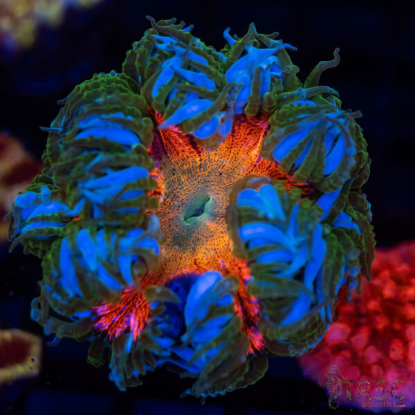 Ultra Rainbow Rockflower Anemone (Belize) B01