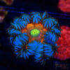 Ultra Rainbow Rockflower Anemone (Belize) B02