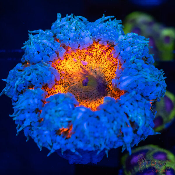 Ultra Rainbow Rockflower Anemone (Belize) B03