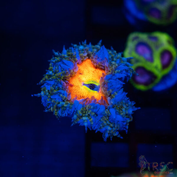 Ultra Rainbow Rockflower Anemone (Belize) B04