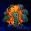 Ultra Rainbow Rockflower Anemone (Belize) B05