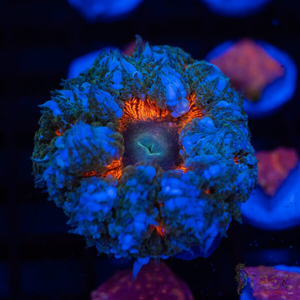 Ultra Rainbow Rockflower Anemone (Belize) B06