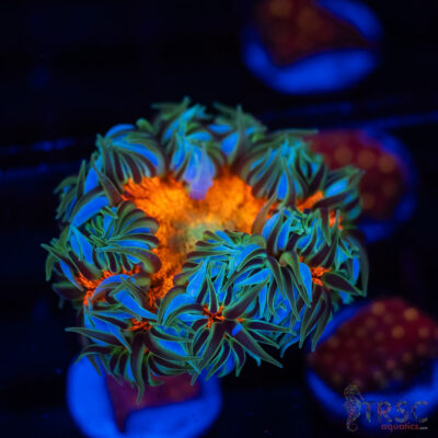 Ultra Rainbow Rockflower Anemone (Belize) B07