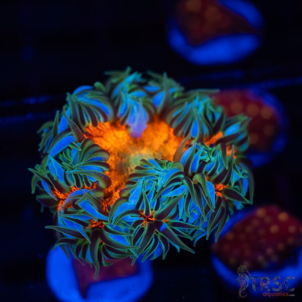 Ultra Rainbow Rockflower Anemone (Belize) B07