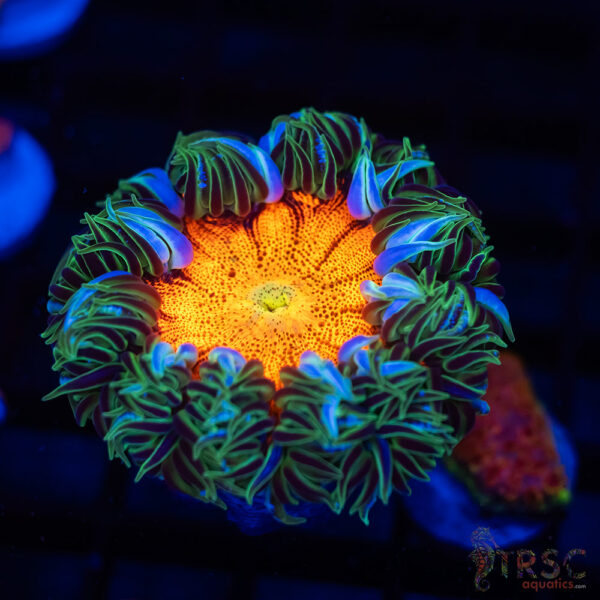 Ultra Rainbow Rockflower Anemone (Belize) B08