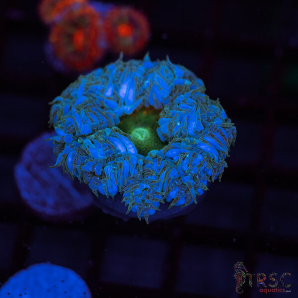Ultra Rainbow Rockflower Anemone (Belize) C01