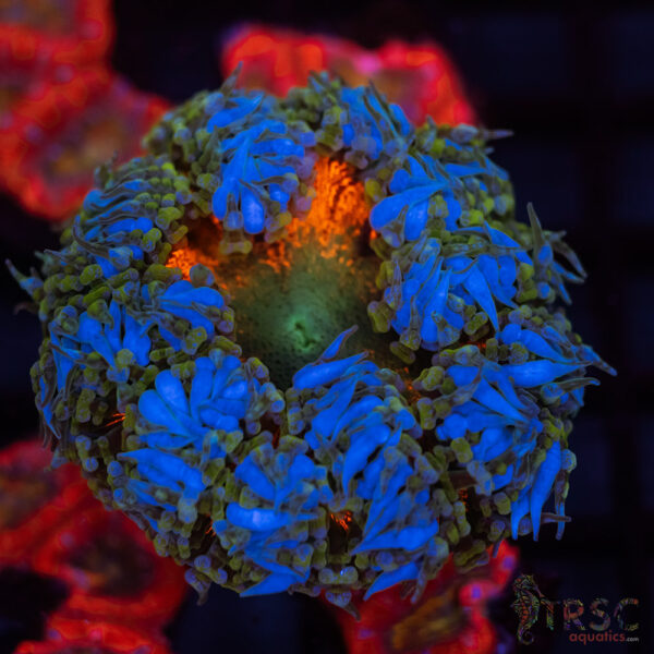 Ultra Rainbow Rockflower Anemone (Belize) C02