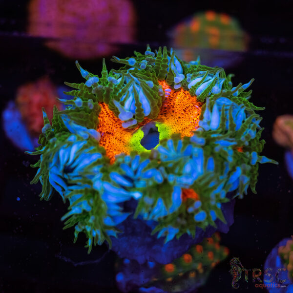 Ultra Rainbow Rockflower Anemone (Belize) C03