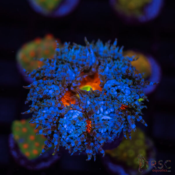 Ultra Rainbow Rockflower Anemone (Belize) C04