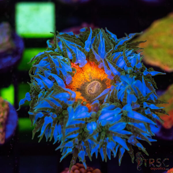 Ultra Rainbow Rockflower Anemone (Belize) C05