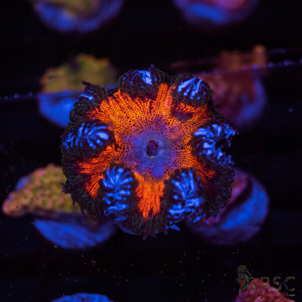Ultra Rainbow Rockflower Anemone (Belize) C06